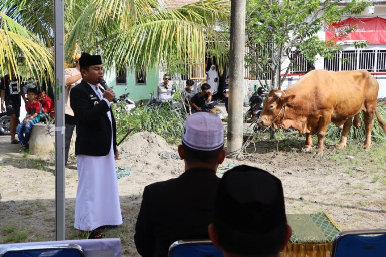 sapi kurban